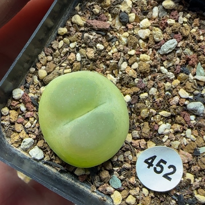 拉登2+多肉植物452