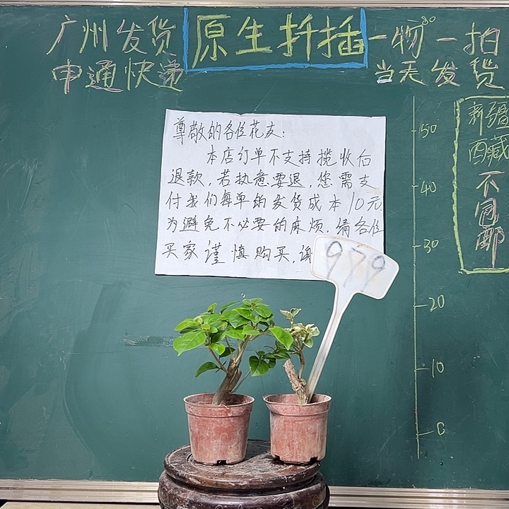 完全开放 水果酒有瑕疵掌中宝 橙色条纹掌中宝  979