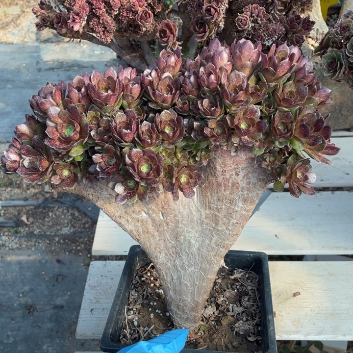 多肉植物的生长环境