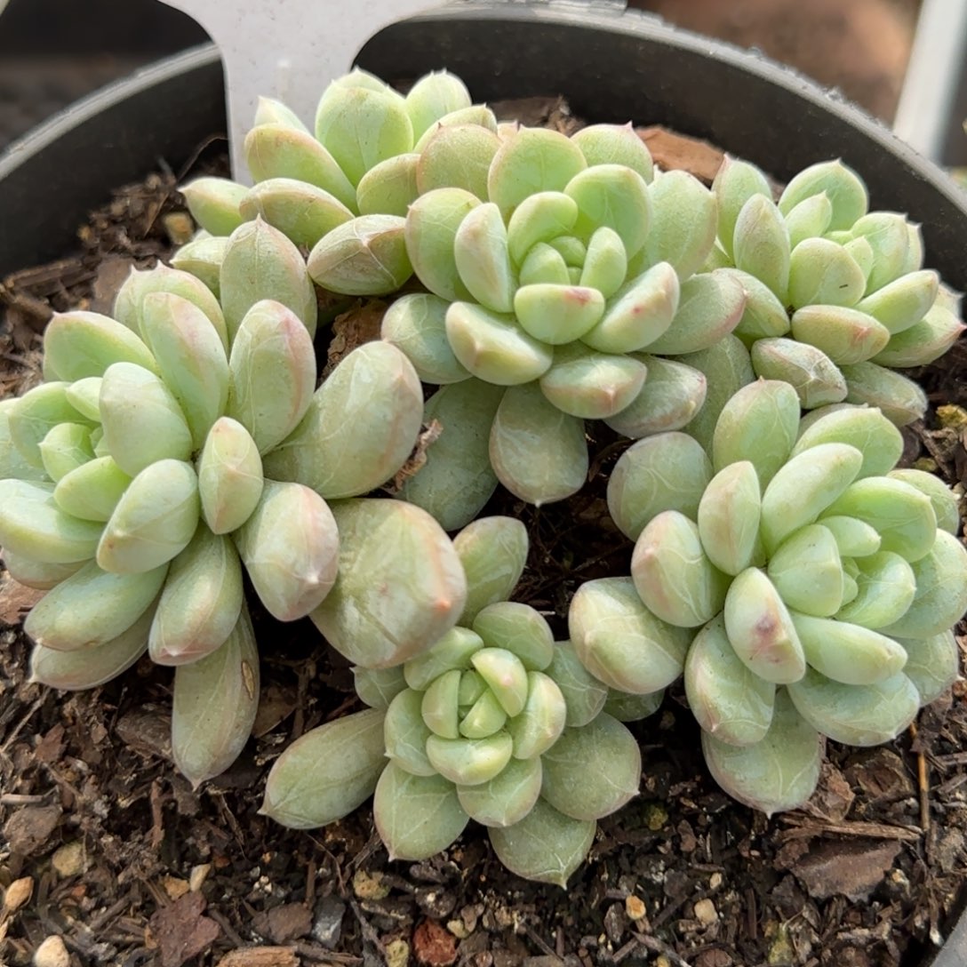 白打翡翠惊鸿一物一拍包装收缩花