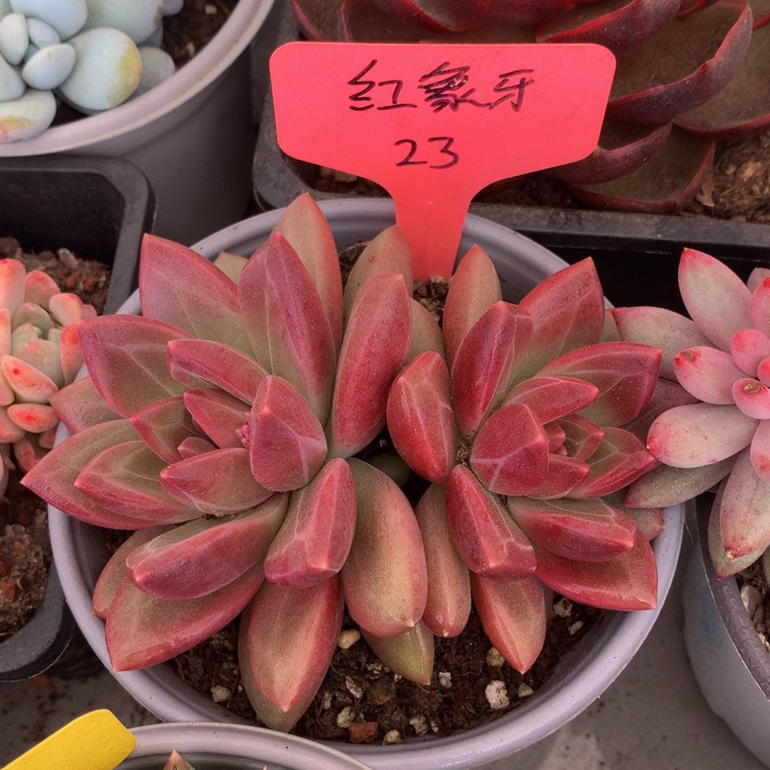 迷雾泡泡奥72727277282