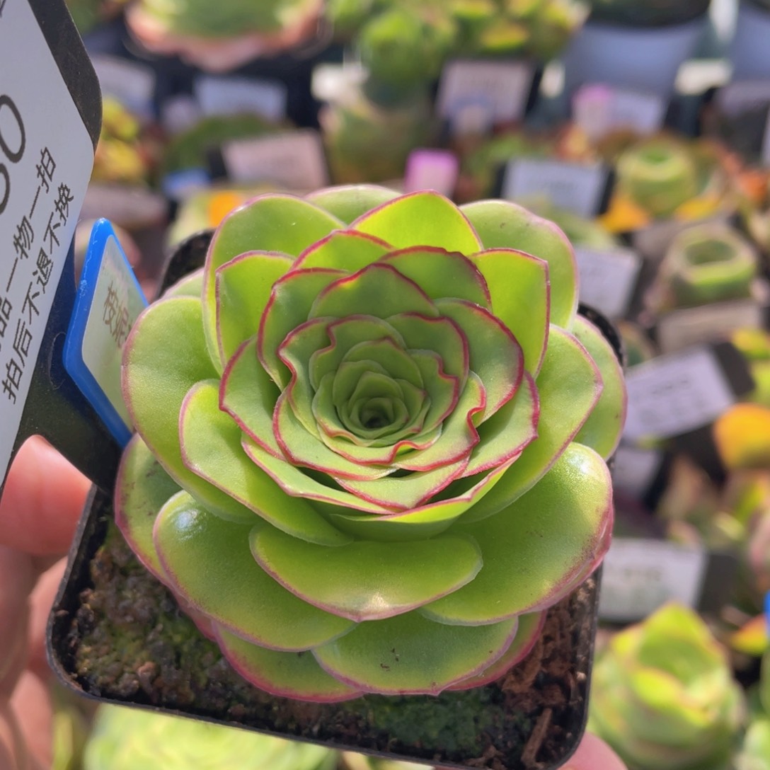 桉妮拉多肉福利430一物一拍