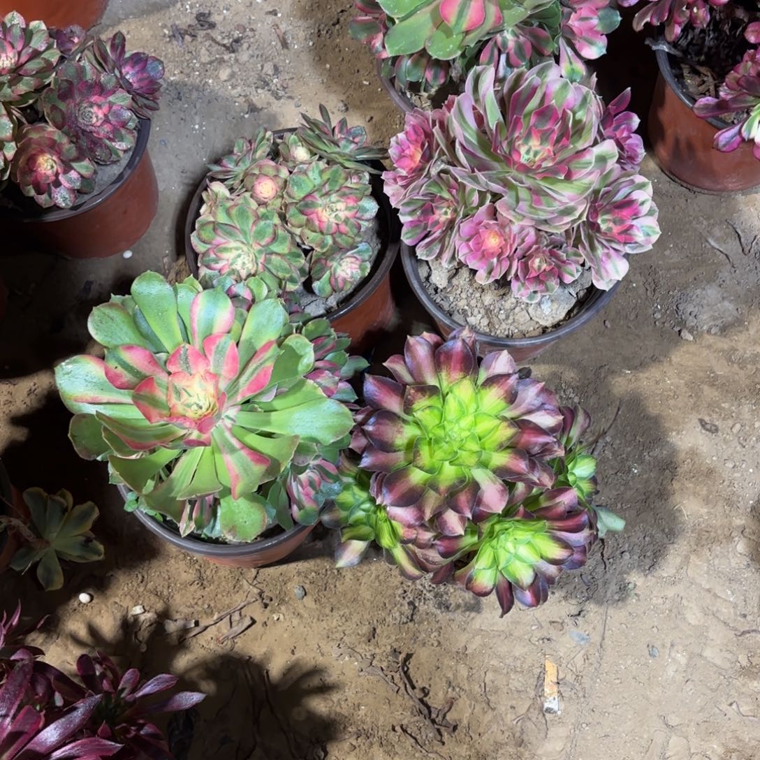 粉女巫香妃韶华倾城组合19.8