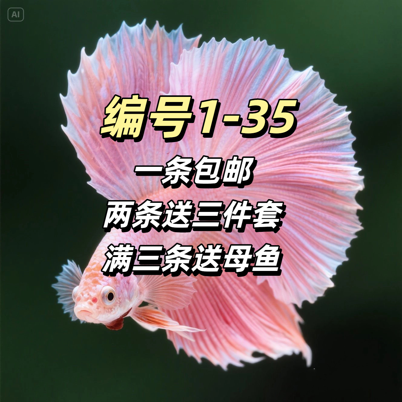 【编号1-35】泰国斗鱼小型热带观赏鱼半月婚纱鱼小宠物好养耐活