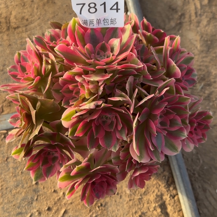 7814女巫多肉植物