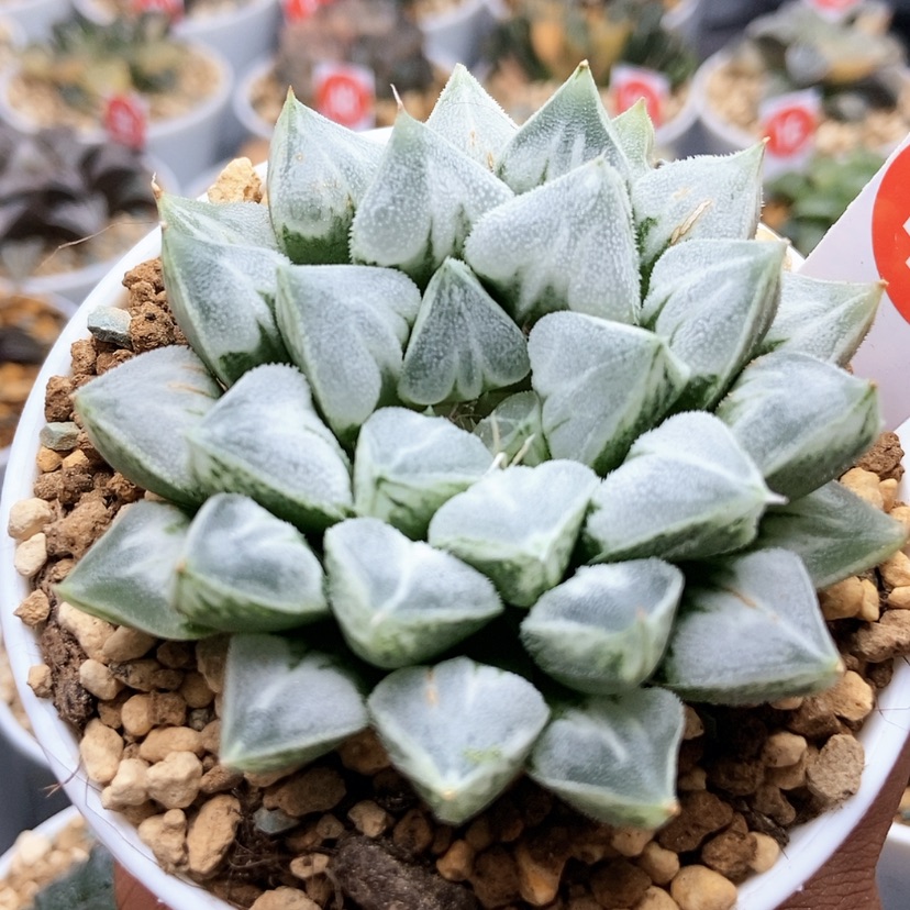 【闪购商品】爱心47