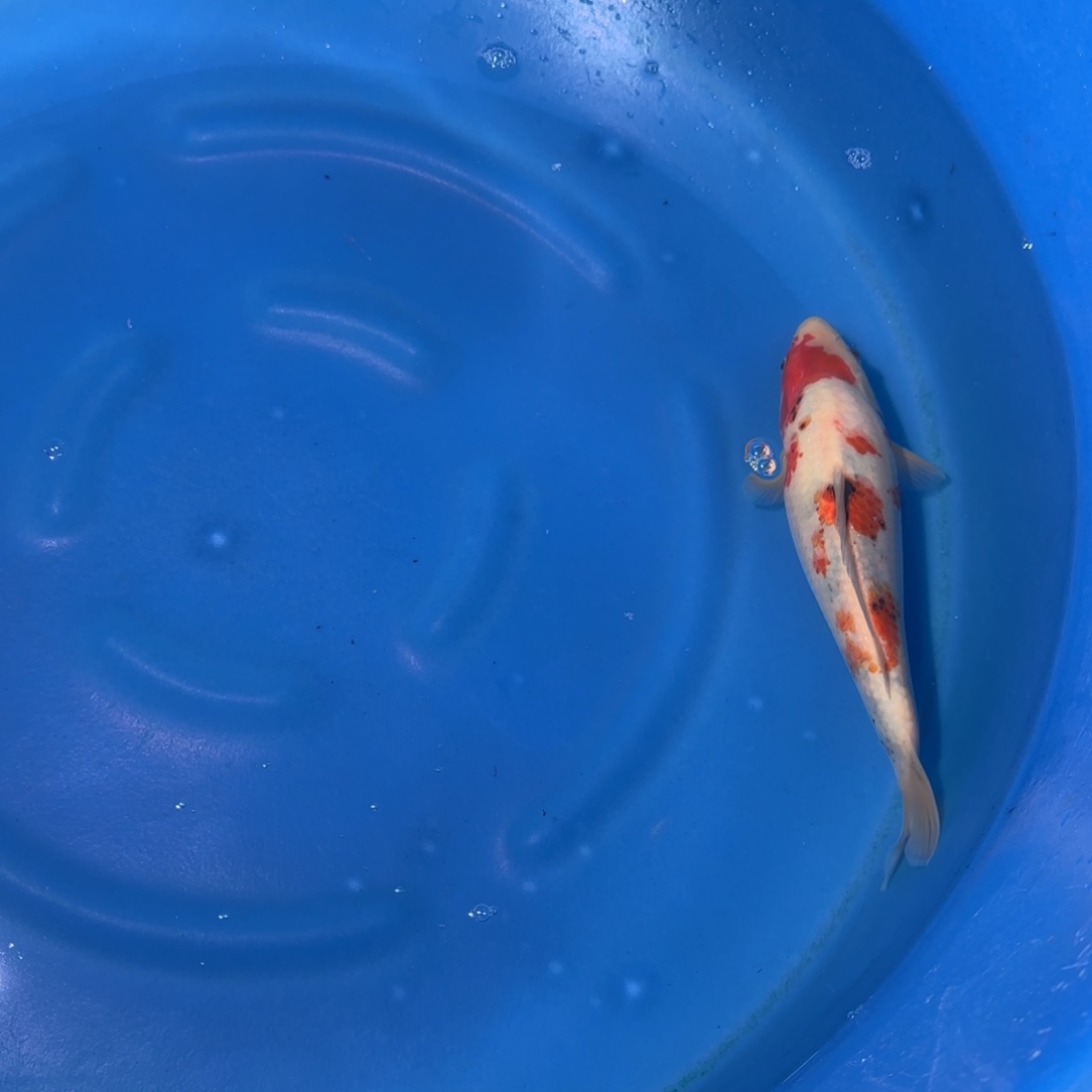 海水鱼顺丰云飞多腿少补