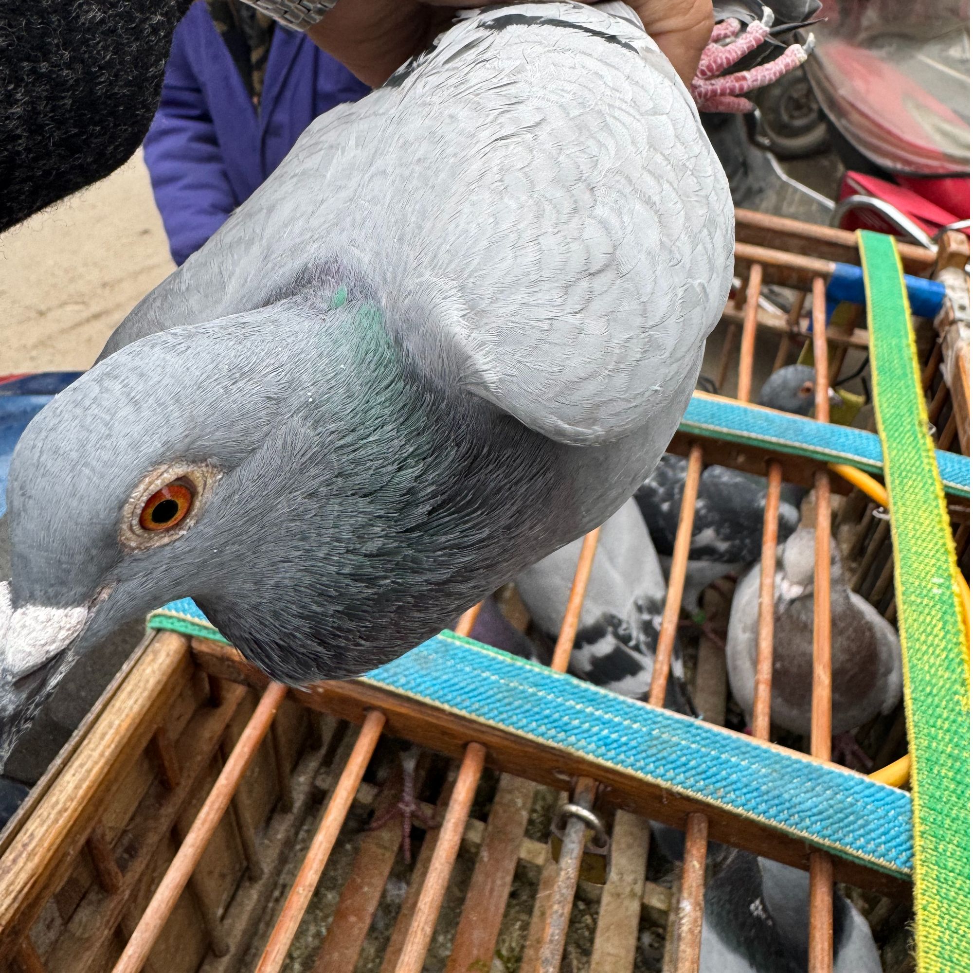 垚垚农家散养土鸽子  新鲜现杀  营养健康