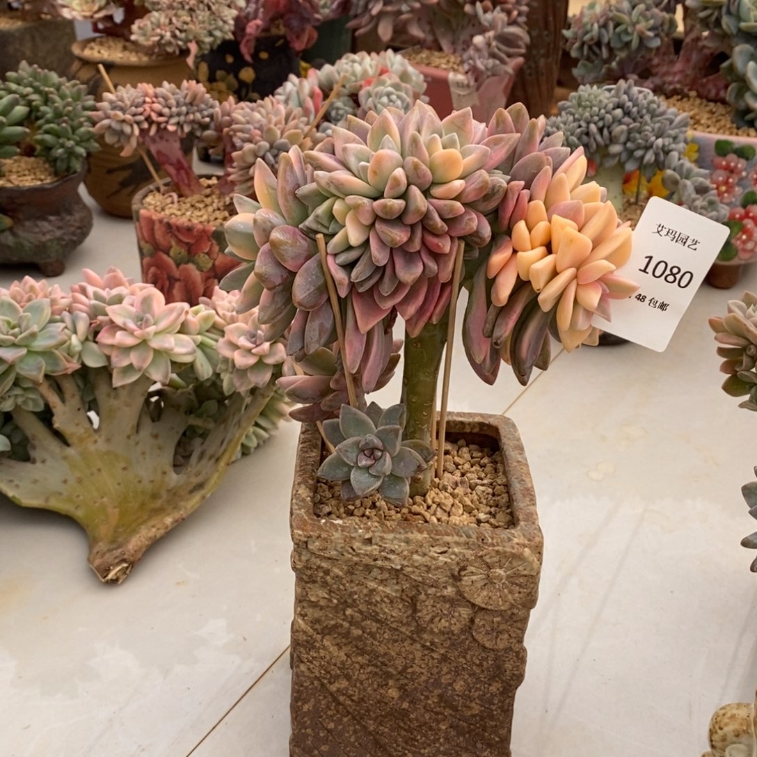 淡雪锦缀化多肉多肉080