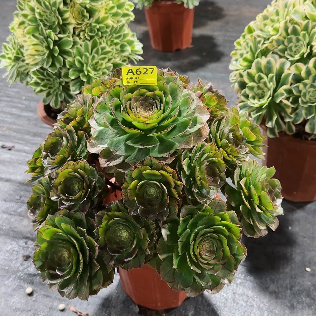 万拉丝法师多肉植物627