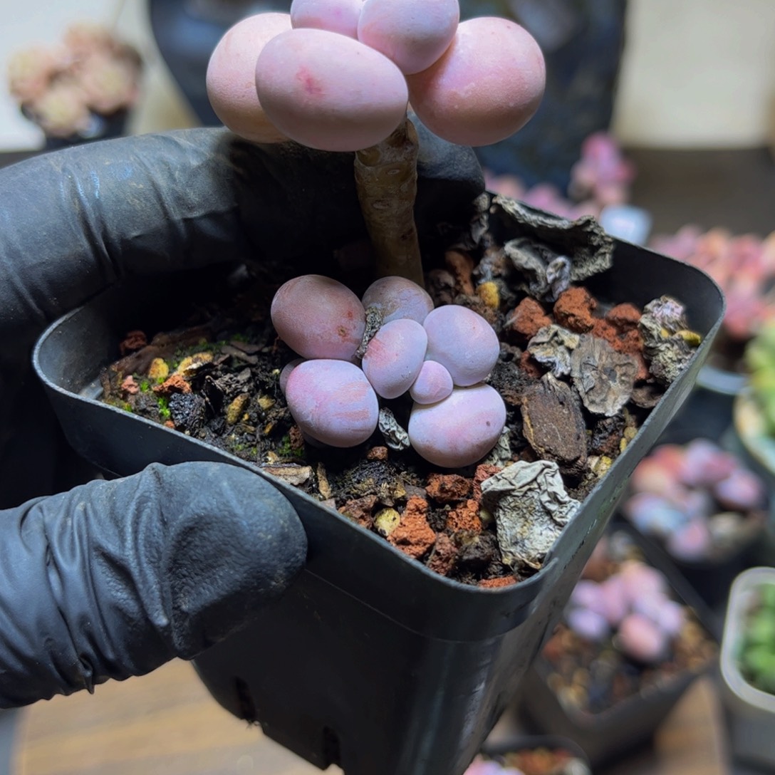 118橙奶4厘米多肉