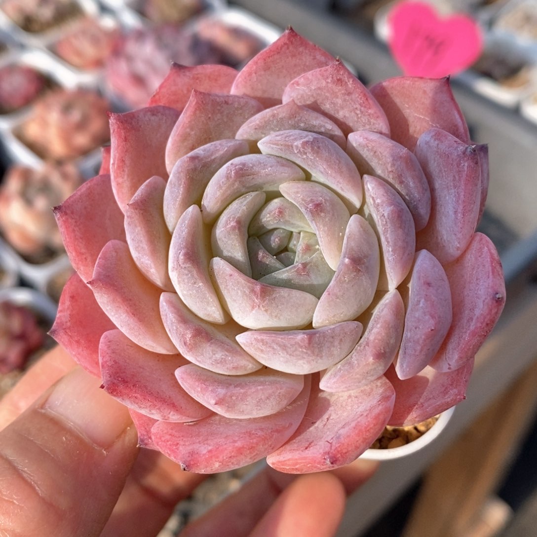 精品多肉一物一拍107