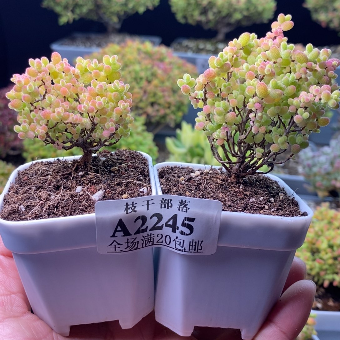 丽***莉2245蜜橘糖球 。        