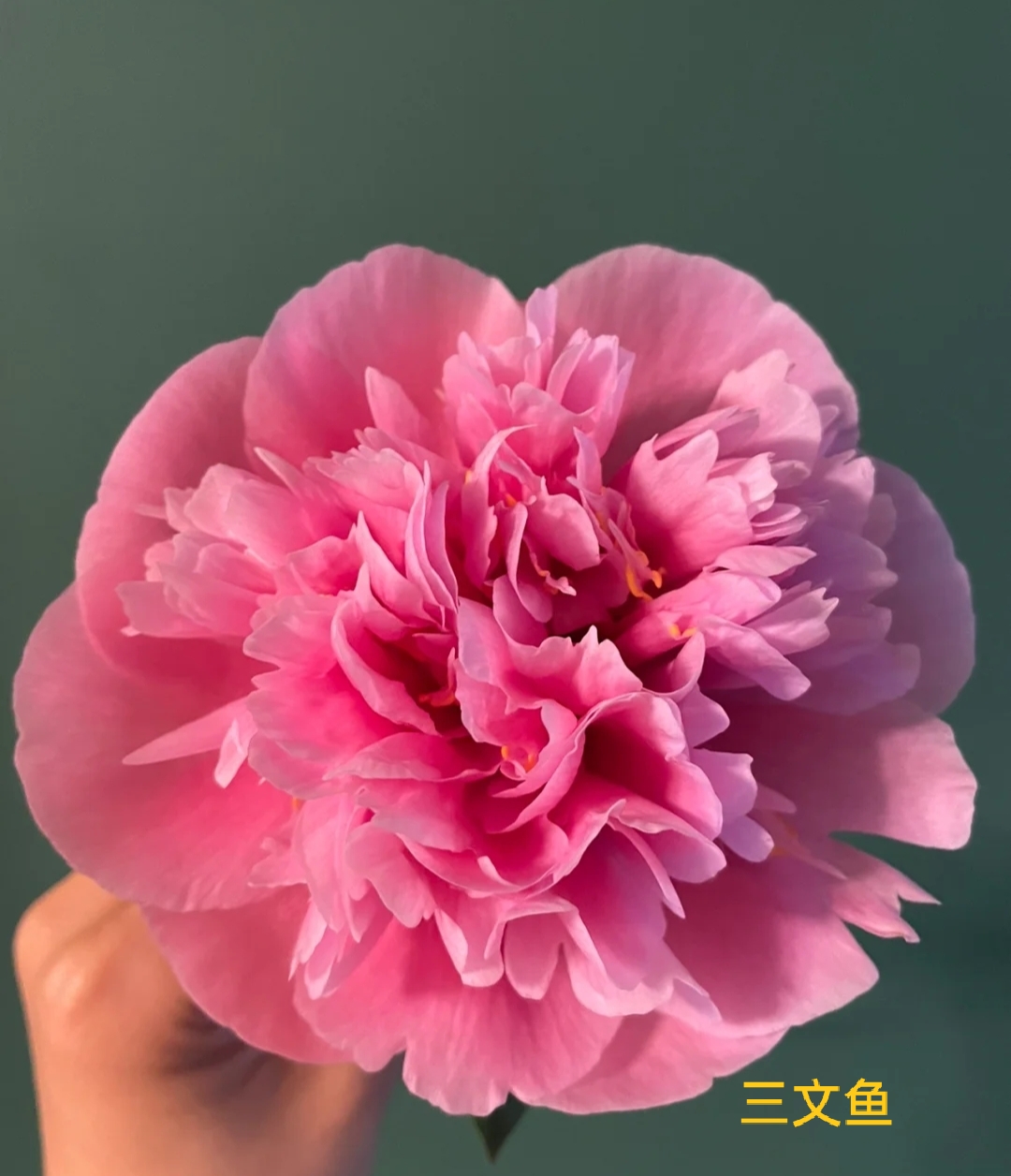 【三文鱼】进口观赏芍药先发肥料秋天发货