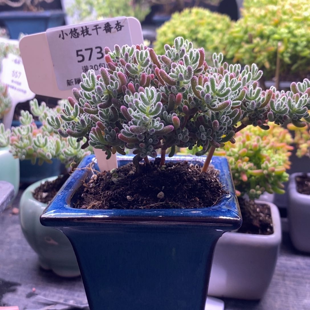 嫊*?573冰晶带盆，➕保温箱。  