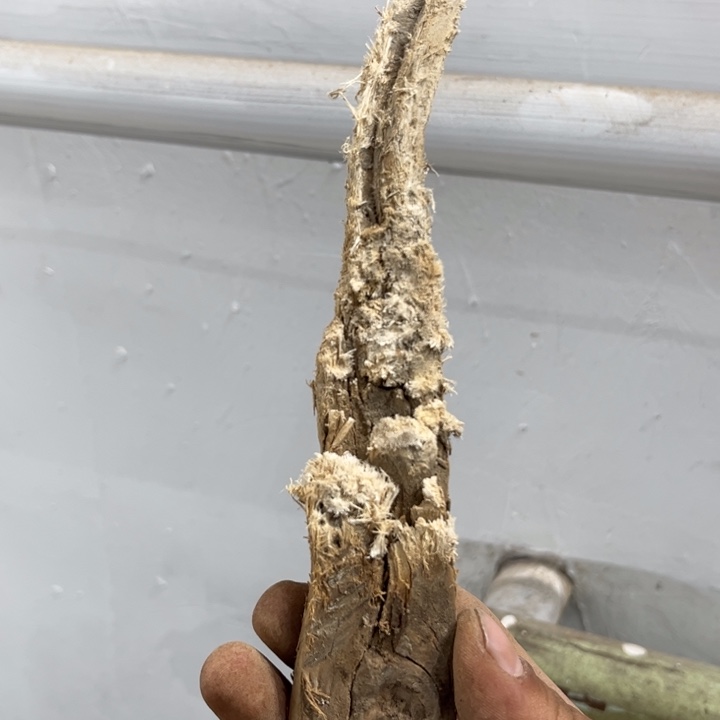 李***场柏木我也不知道我为什么