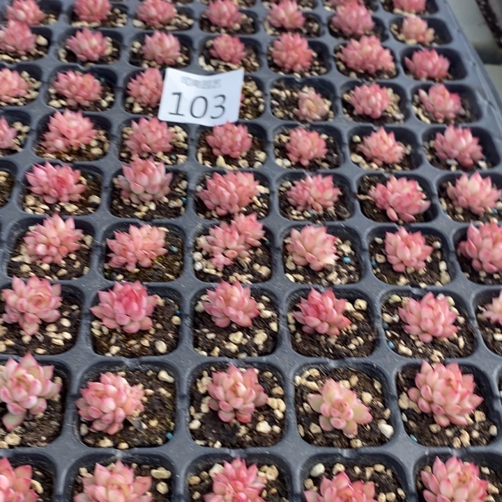 103 多肉植物盆栽花卉