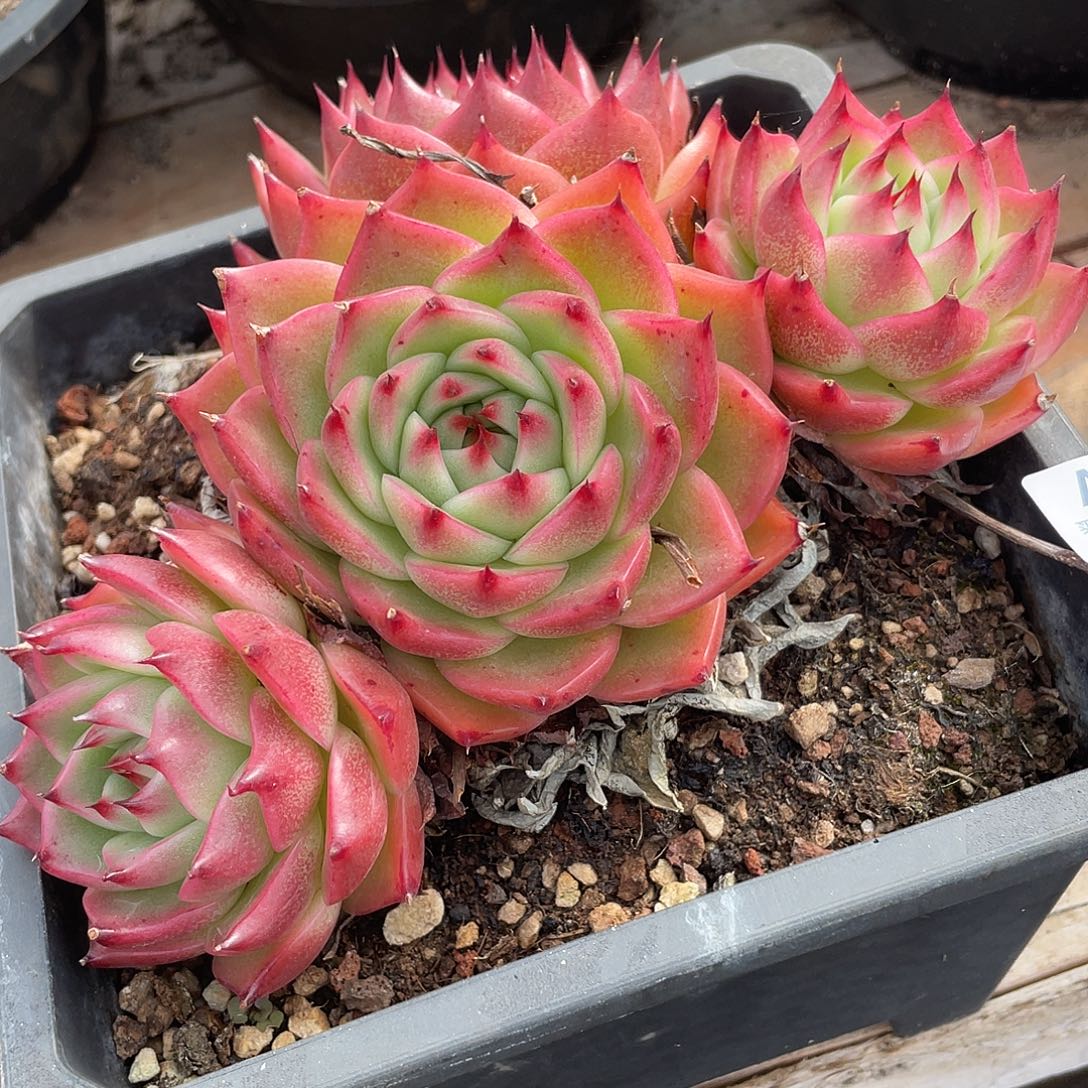 若如东云单拍A755