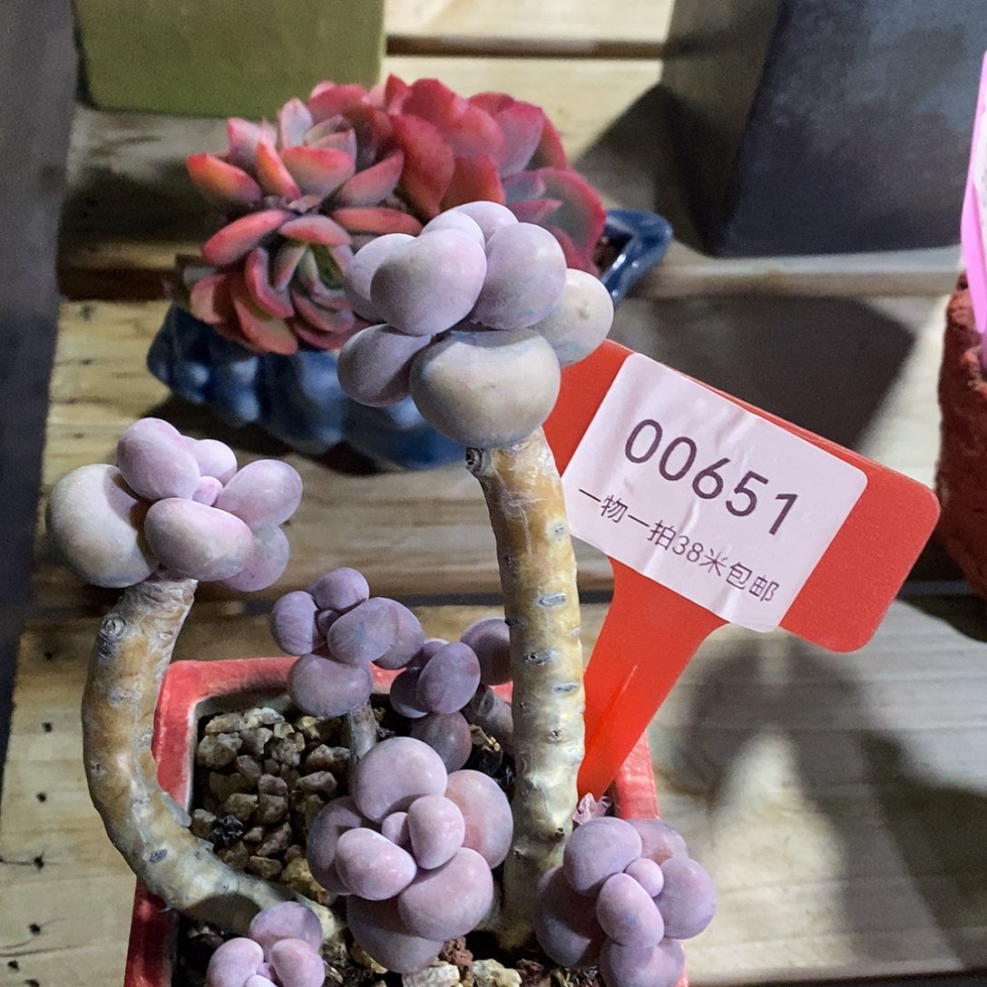 00651咯提他我哦魔芋