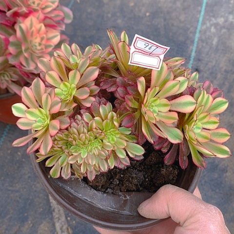 967祝融多肉植物