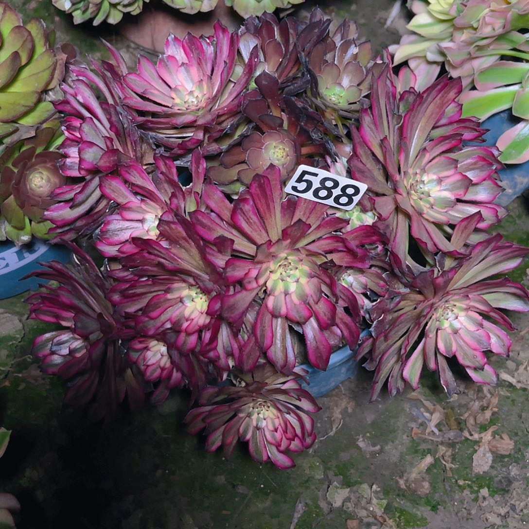 法师法师14////16包邮法师