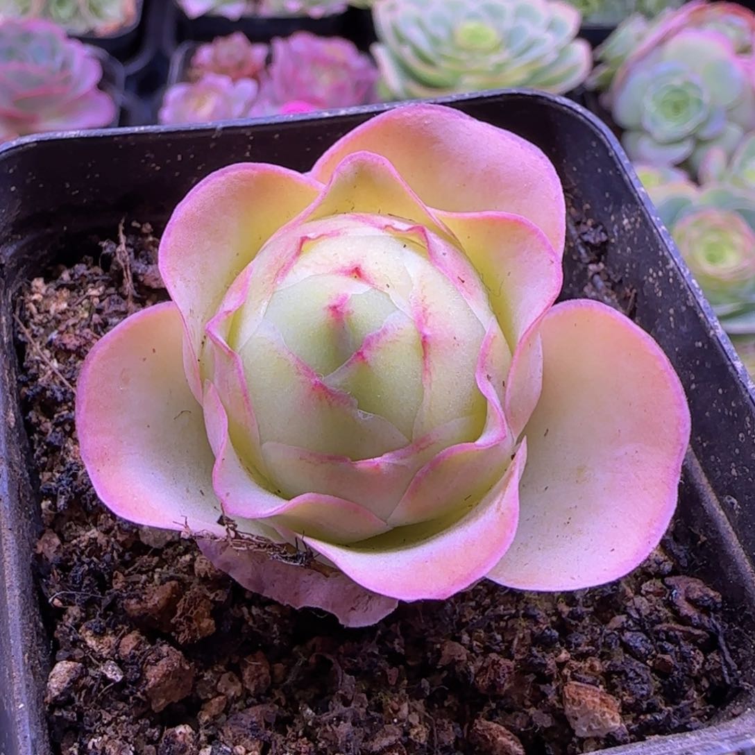 琼台玫瑰七方杯236