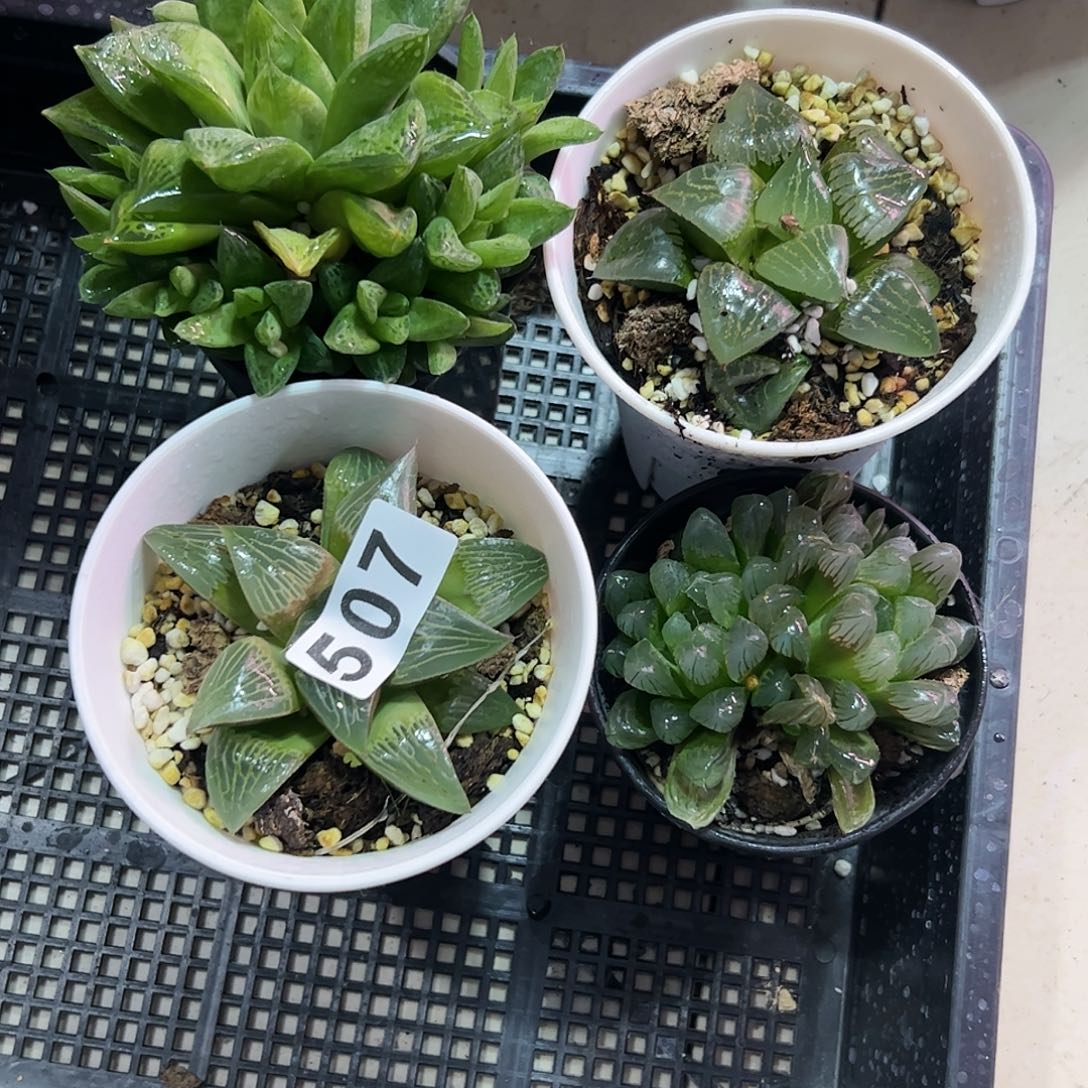 脱土发货十二卷多肉植物