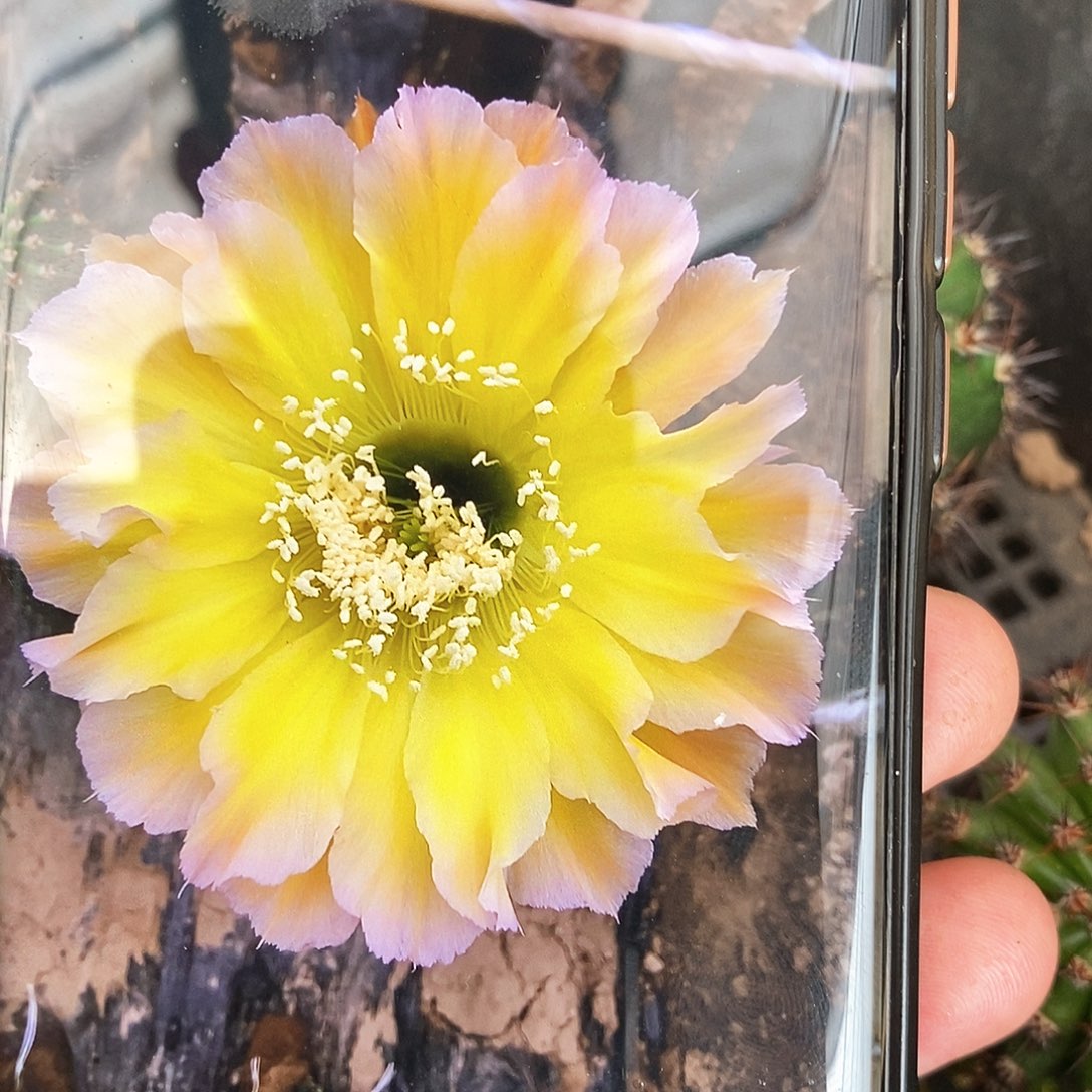 彩 歌谣/侧芽歪20包邮/5公分