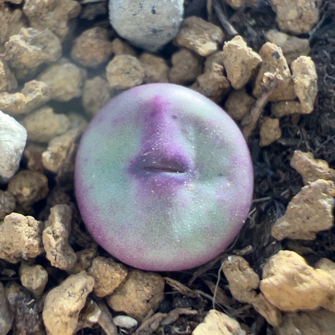 501多肉植物百科植物