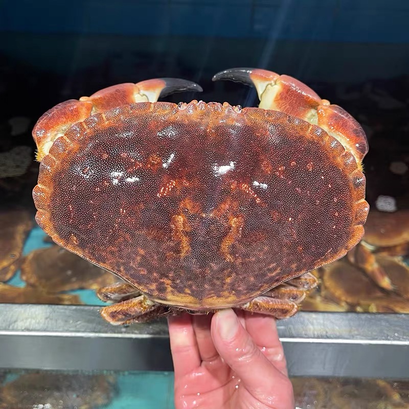 2只装面包蟹新鲜冷冻发货母蟹有红膏（个别少腿，介意慎拍）