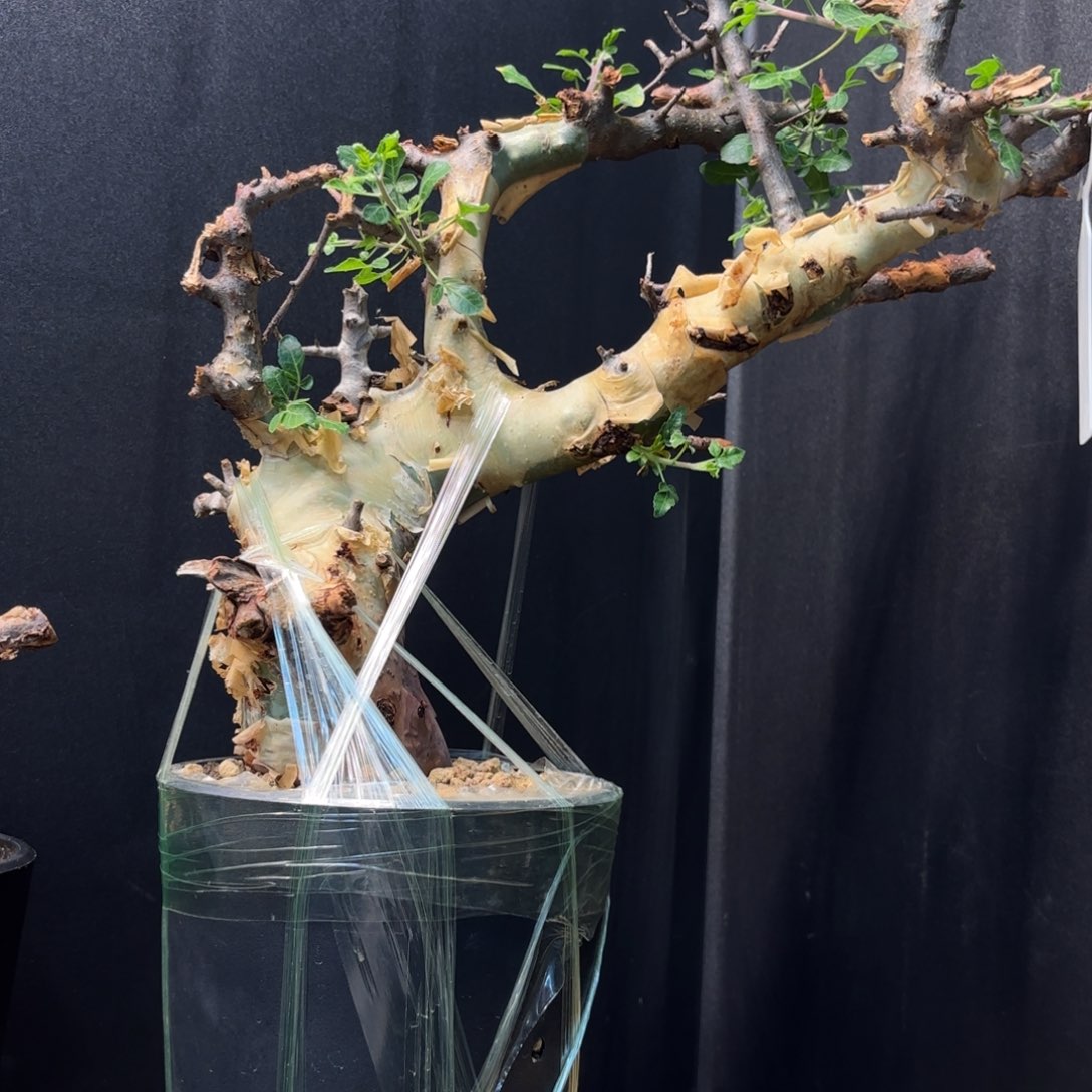 木 图坎蓝白皮带盆土