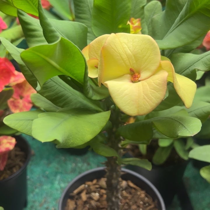 泰品嫁接一物一拍