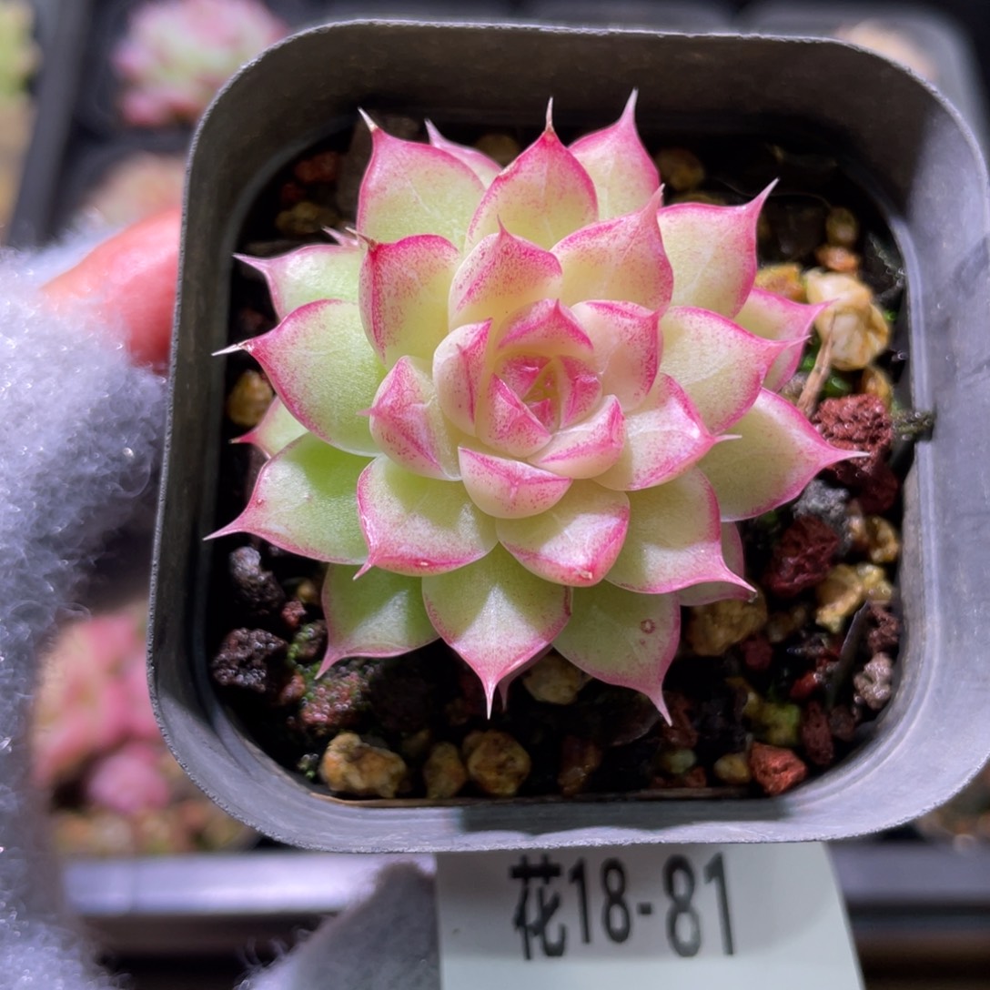 花利美18-81女王玫瑰