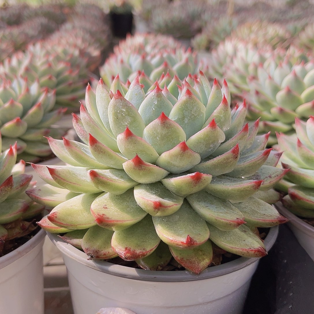 桃夭12公分噢噢噢噢噢噢噢噢
