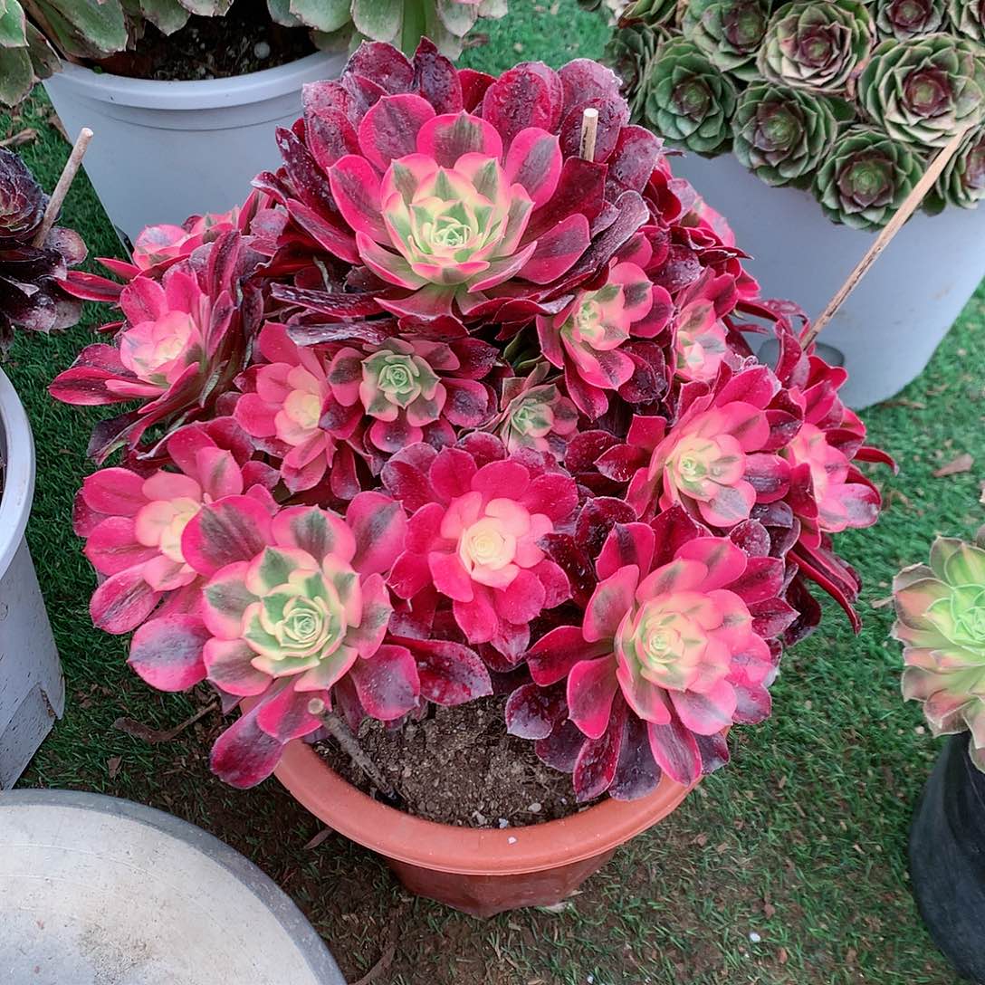 【闪购商品】美杜莎，多肉