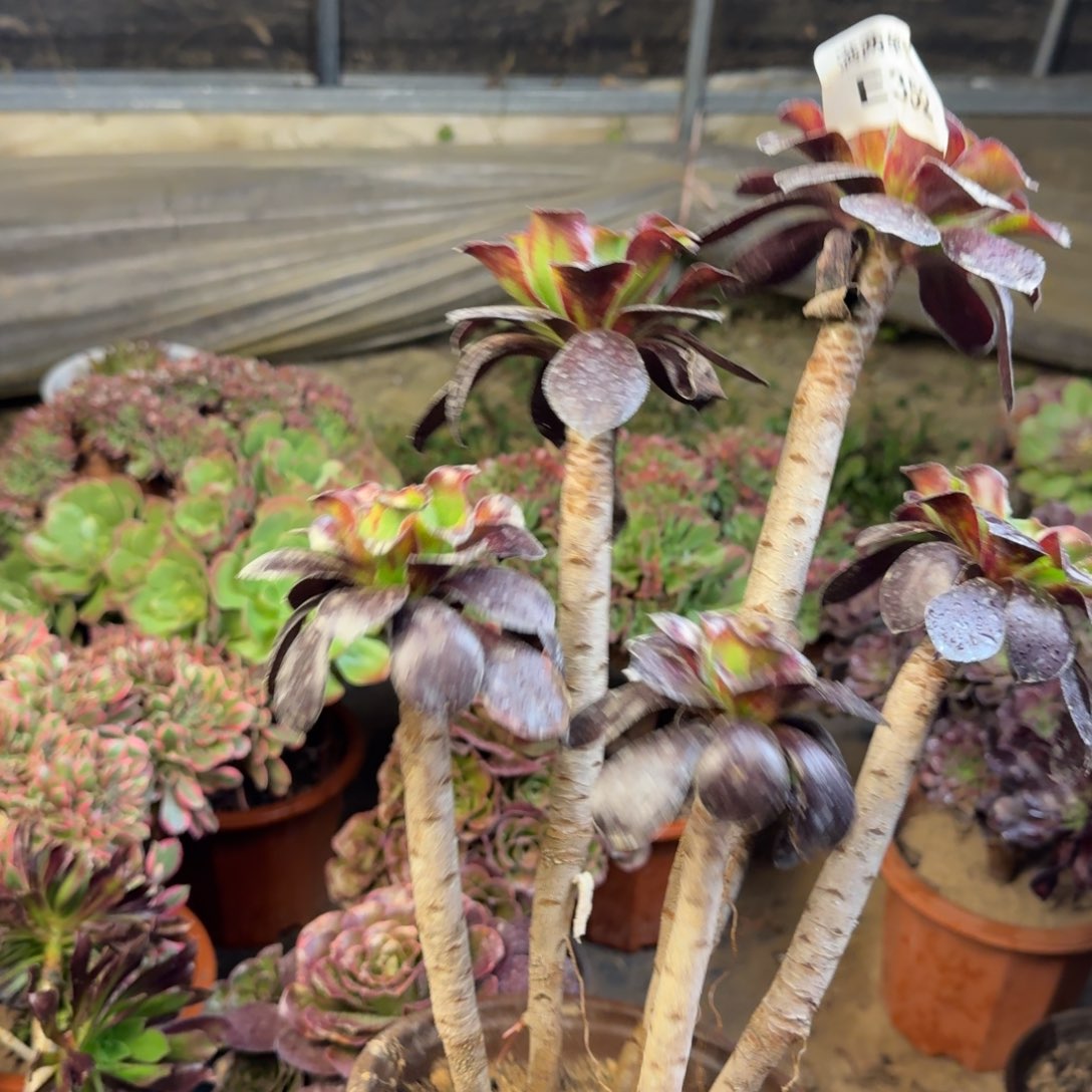 352无毒法师法师多肉