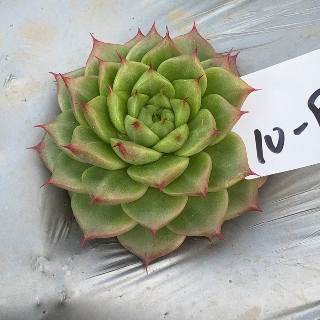 麦秆一颗一物一拍10-95