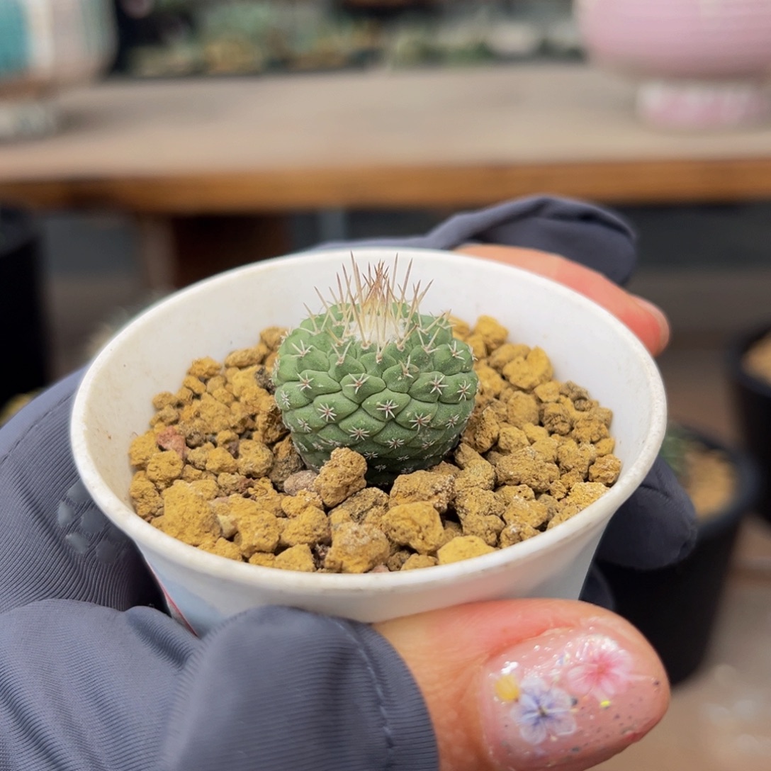 赤花Zzzzzzzzzzzzzzzzzz