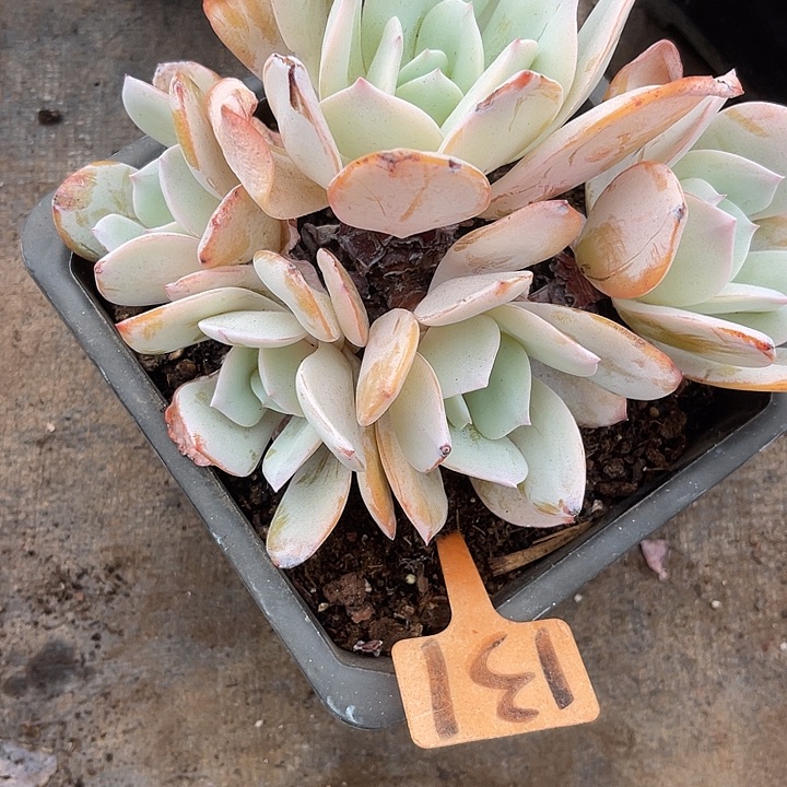 一***馆两单包邮，一物一拍131