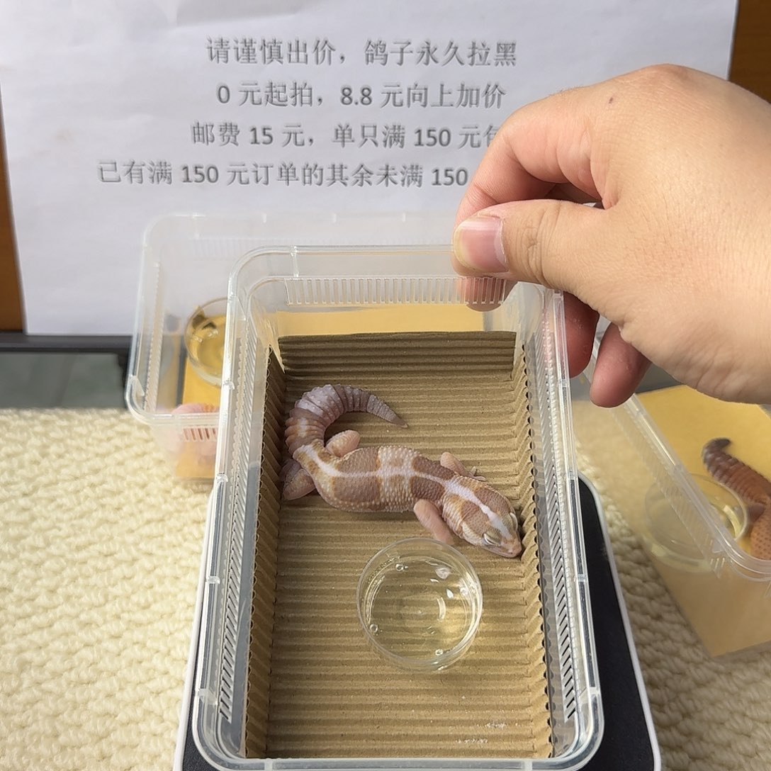 肥尾守宫直线奶橘 妹妹