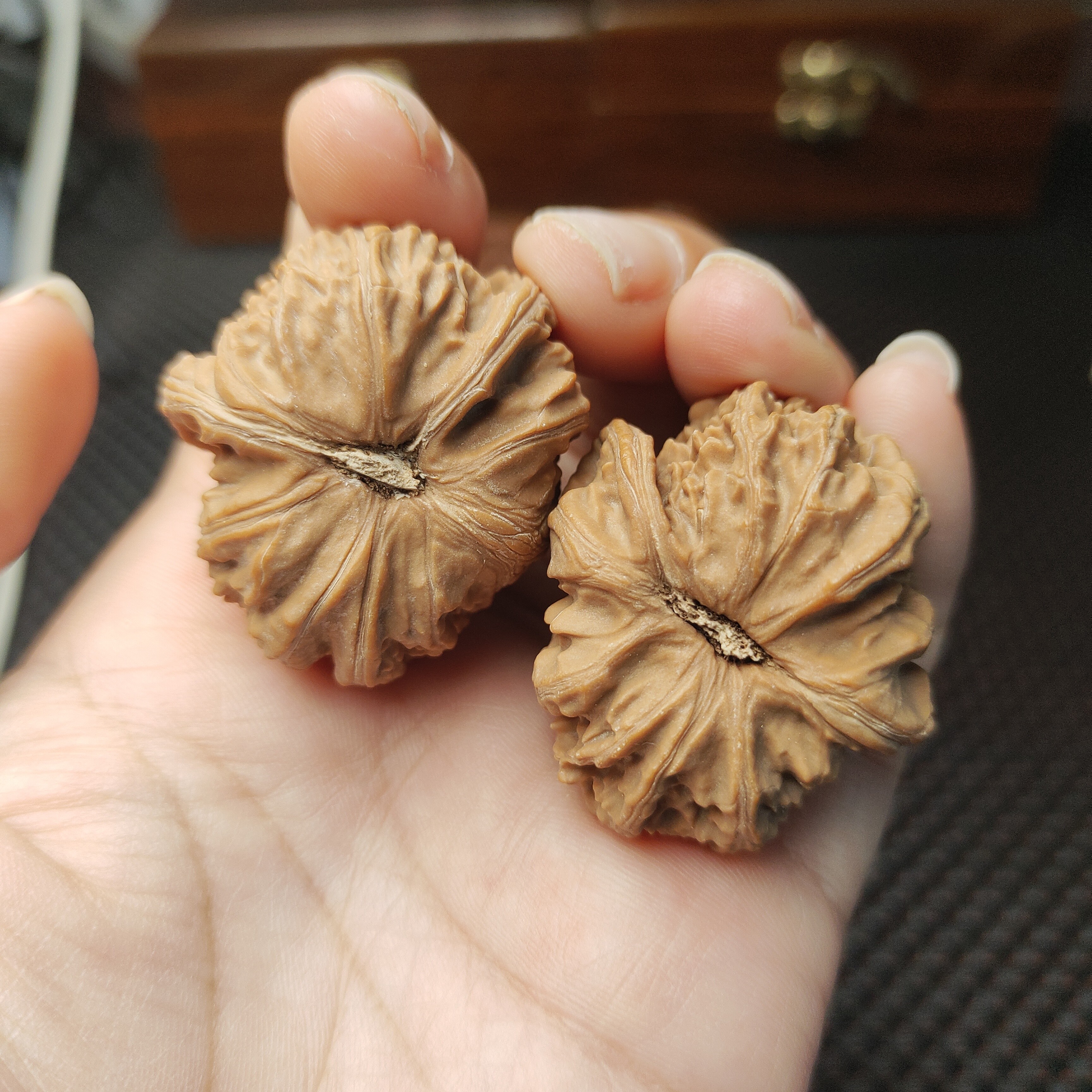 文玩核桃白狮子异形左右逢源