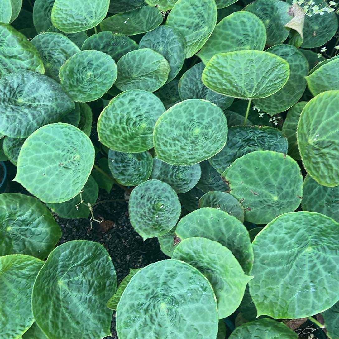 完全开放加仑盆福寿不售后