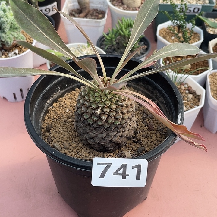 741大铁甲丸菠萝球