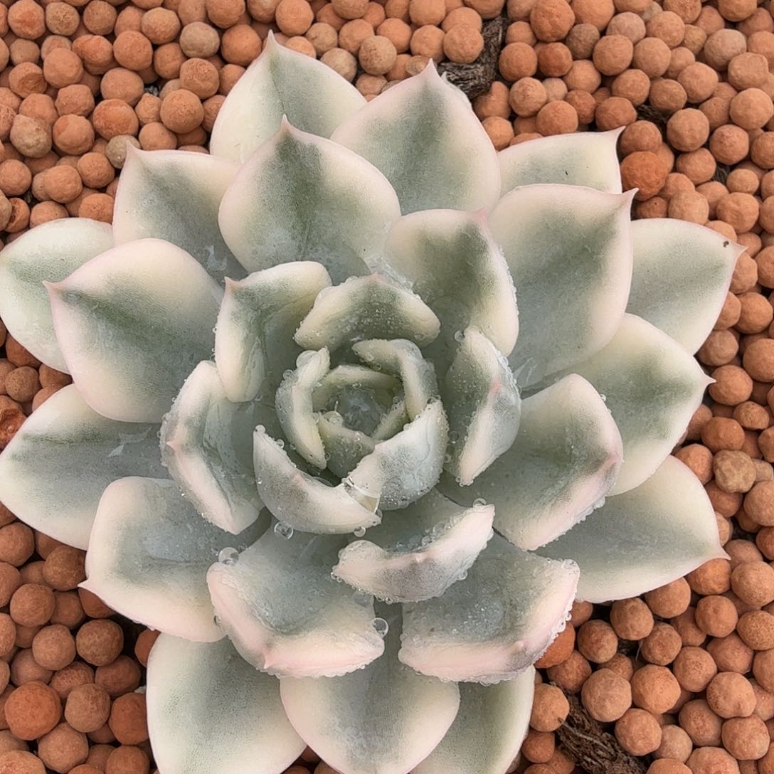 月亮仙子锦，多肉植物