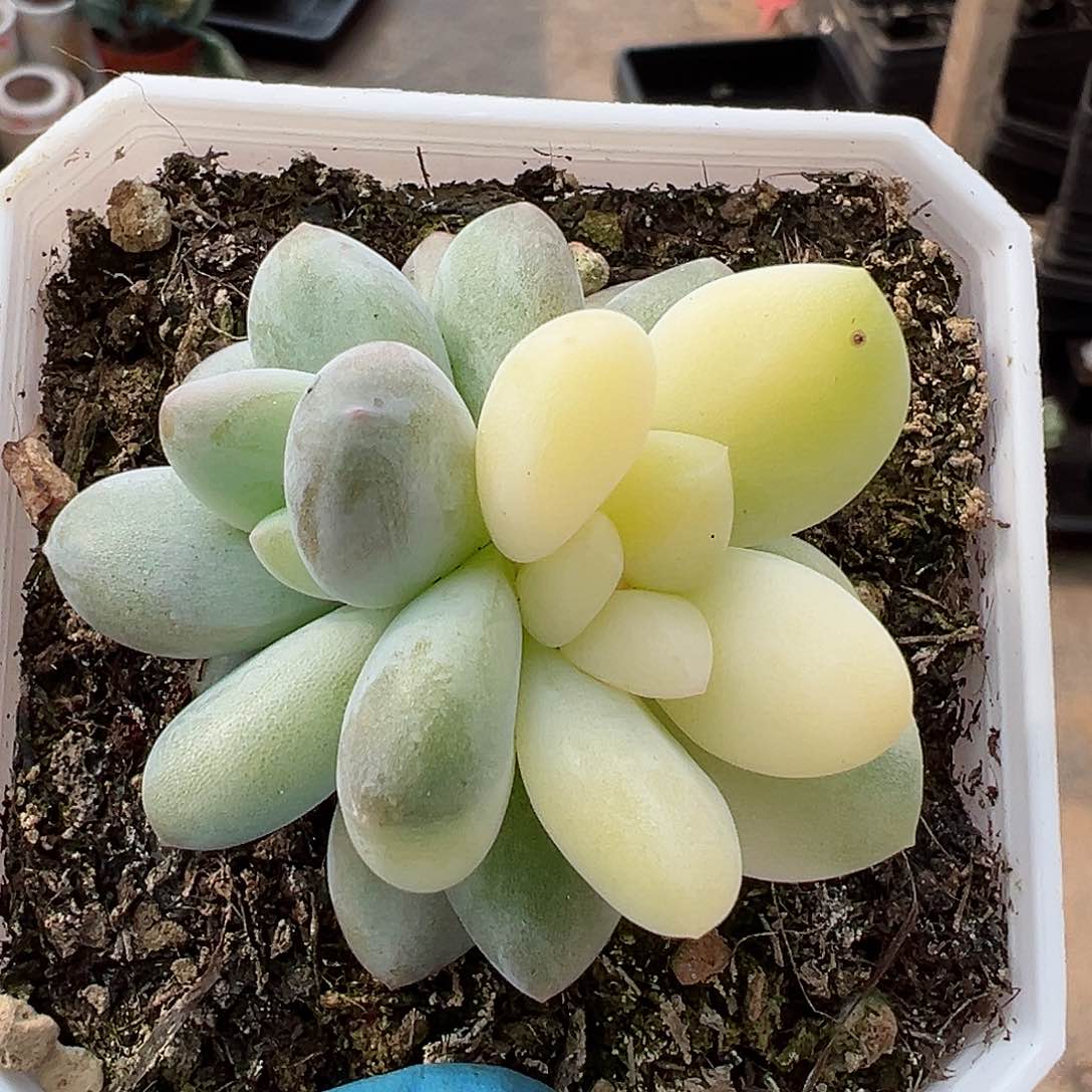 奶酪锦，多肉植物