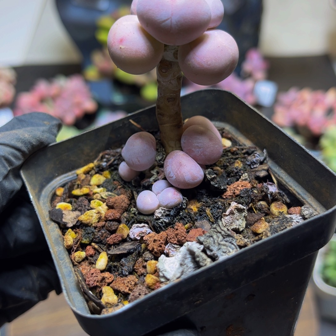 091橙奶3厘米多肉植物