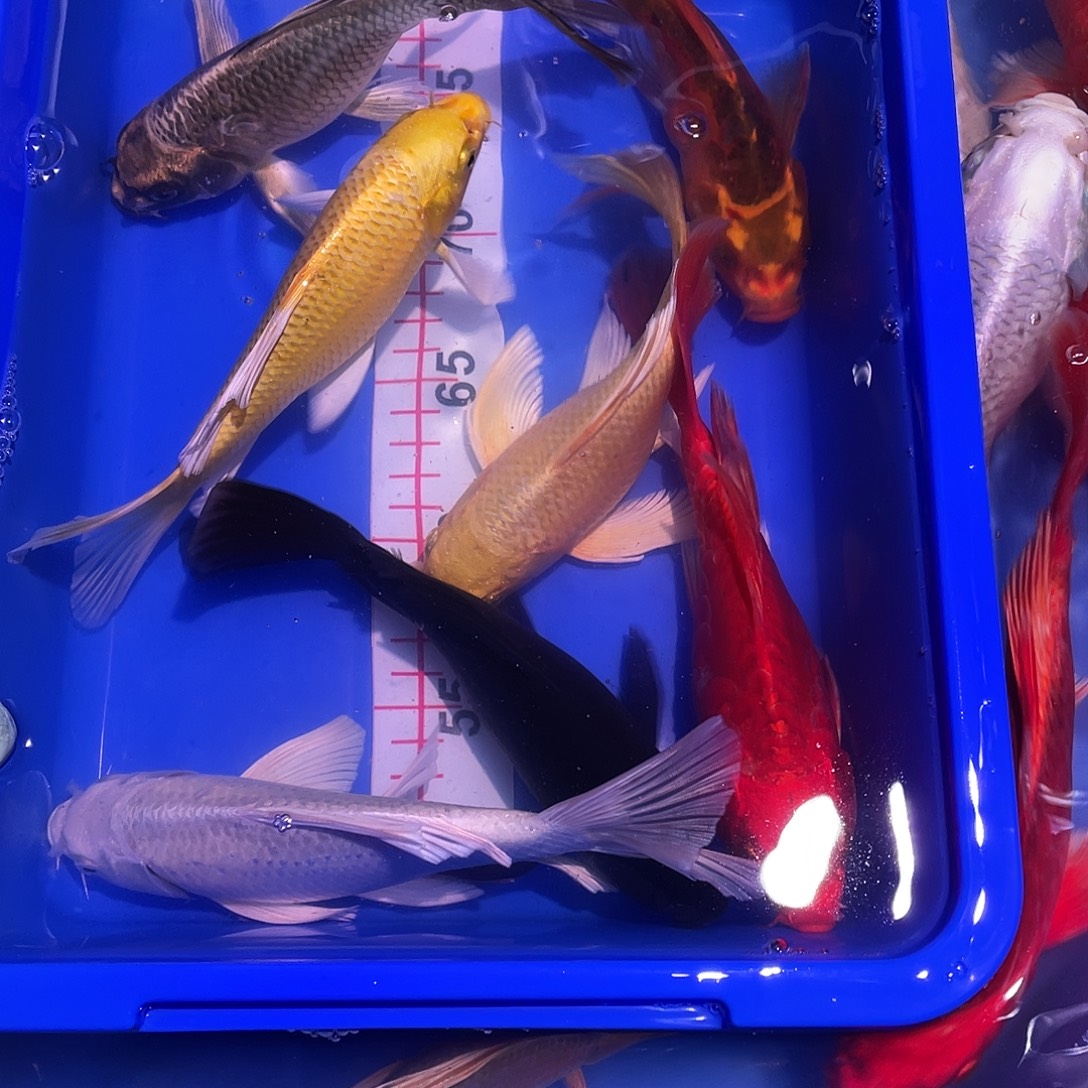 海水鱼观赏鱼精品