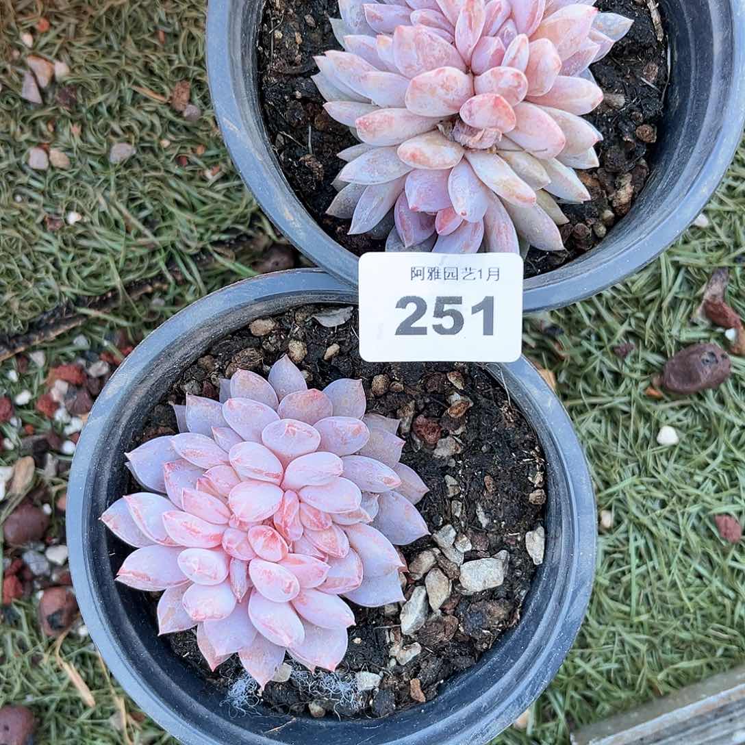 品*阿雅园艺。      251