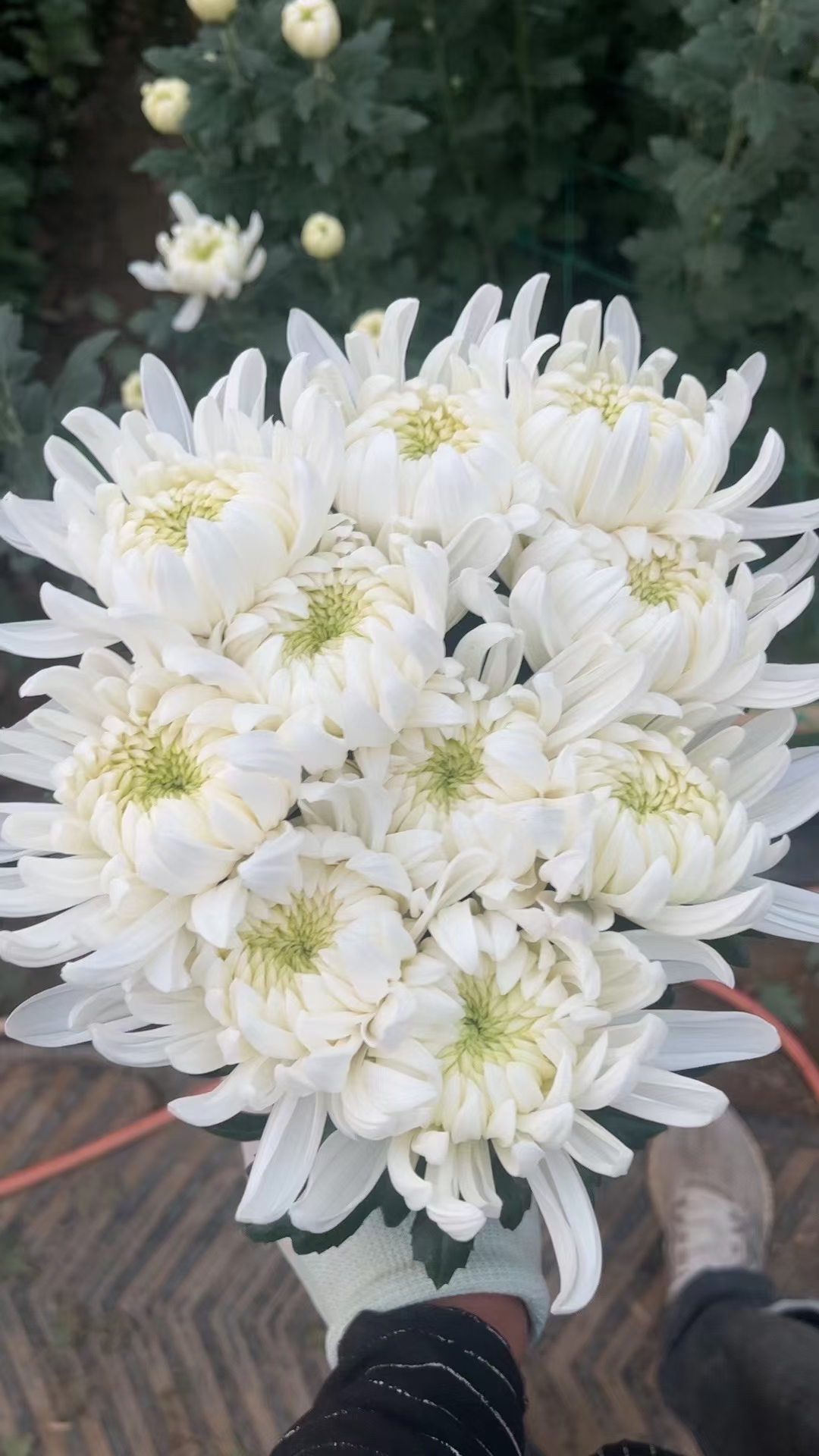 江苏黄白菊基地现采现发祭祀用花  10支   发中通