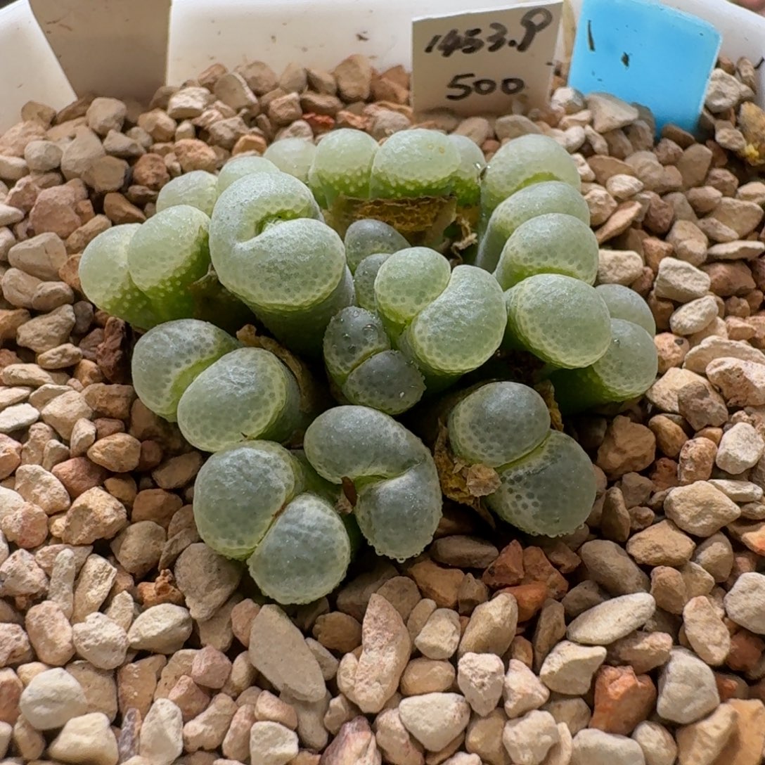 g***l0927-013粉樱1453.9